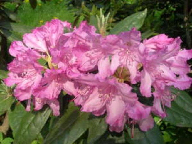 Азалии цъфтят в Ботаническата градина на БАН