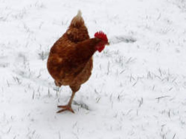 Щастливите кокошки снасят скъпи яйца