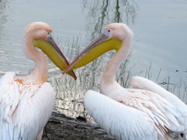 Тънкостите на щастливата любовна връзка