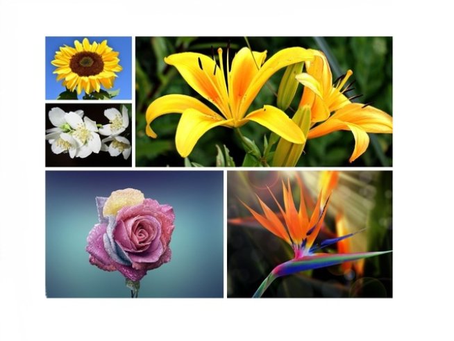 Снимки: Istock; pixabay