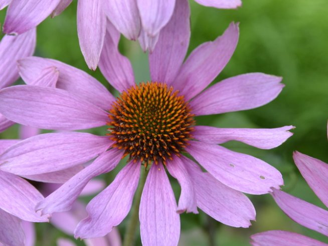 Снимка: Sxc.hu