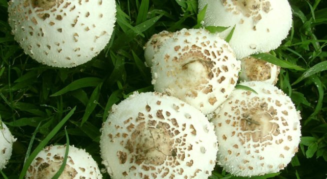 1 пакет бутер тесто
1 жълтък за намазване
1 глава лук
300 г мариновани гъби манатарка
250 г гъби печурки
30 г масло
2-3супени лъжици олио
2-3супени лъжици бяло вино
1 филия хляб
1 кубче пилеш