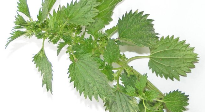 коприва
топено сирене
яйца
брашно
мляко