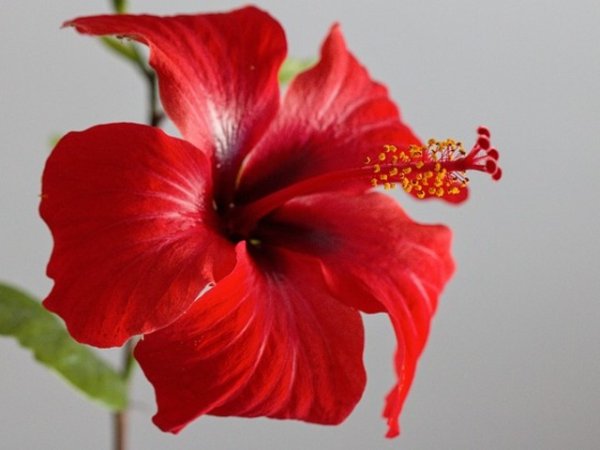 Китайска роза или хибискус
Хибискусът се нуждае от топлина, защото идва от тропиците, но не търпи повече от 35 градуса. Ако вече имате китайска роза у дома, скоро ви очаква страстна любов.
Снимка: pixabay