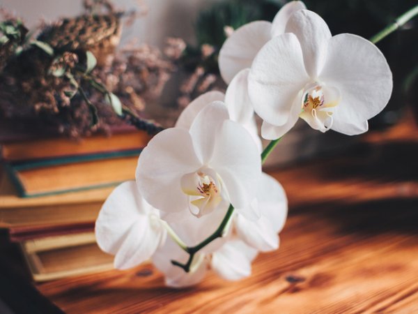 За здраве и плодовитост
Орхидеи &ndash; белите орхидеи са символ на плодородието и креативността, а жълтите са чудесни за здравето.
Градински чай &ndash; отглежда се лесно, а според фъншуй тази билка носи лека енергия на щастие в дома. Освен това градинският чай има редица ползи за здравето.&nbsp;Повече вижте тук.
Снимки: istock