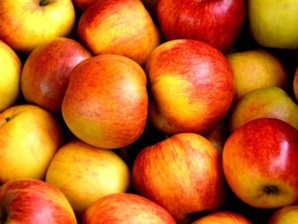 По една &ndash; две ябълки всеки ден
Редовната консумация на сочните плодове, подобрява храносмилането, помага в отслабването, намалява риска от сърдечни заболявания с повече от 15%. Кората на ябълките съдържа антиоксиданта кверцетин, който осигурява естествена защита срещу ултравиолетовите лъчи.&nbsp;Снимка: istock