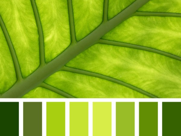 Близнаци: Зелено, което напомня на пролетно листо, дори на гуакамоле
Това е нюанс на зелено, който се намира точно на границата между светлите и тъмнозелените нюанси. Цвят меланж, който се съчетава перфектно с всички останали. Идеален за екстровертни личности като вас, Близнаци. Зарежда с енергия и добро настроение в мрачните есенни дни.&nbsp;Снимка: istock