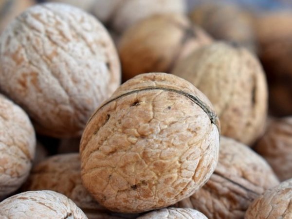 Орехи
Орехите са едни от най-полезните ядки, защото се грижат не само за здравето на мозъка, но намаляват риска от сърдечносъдови заболявания, както и от рак на простата. В допълнение, ядките са богати на ценни хранителни вещества. Снимка: pixabay