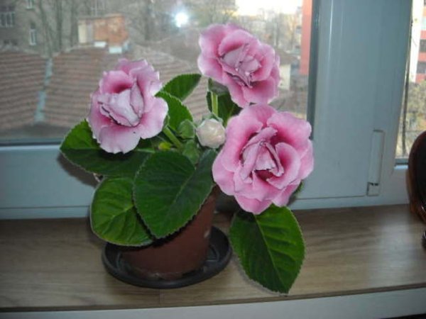 Мая от Свищов, хоби: отглеждане на цветя