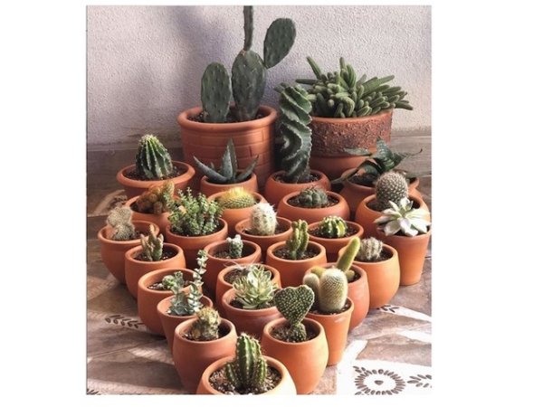 Снимка:&nbsp;Instagram&nbsp;planter_me