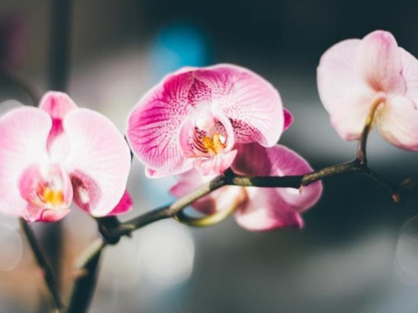 Орхидея
Орхидеята е символ на екзотична красота. Тя символизира изисканост, грижовност, чар, гордост и женственост, но и тайно желание за сексуални страсти.
Снимка: pexels