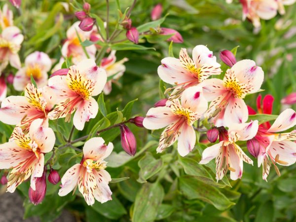 Алстромерия
Алстромерията бива наричана перуанска лилия или лилия на инките и може да бъде открита в различни цветове. Въпреки че е красива, тя е лишена от аромат. Това цвете символизира приятелство и преданост.
Снимка: istock