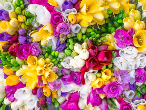 Фрезия
Фрезията е едно от най-ароматните и красиви цветя, които най-често получаваме като подарък. Нейните аромати често се включват в парфюми, козметика. Фрезията символизира&nbsp; невинност и грижовност.
Снимка: istock