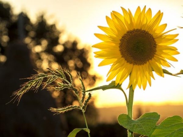 Слънчоглед
Това цвете е забележително, защото е събрало в себе си цветовете на слънцето. Символизира чисти мисли, обожание, отдаденост, посветена любов.
Снимка: pexels