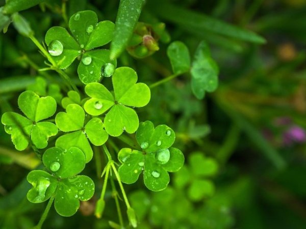Май &ndash; Зелен
Зеленият цвят носи със себе си положителни вибрации. Балансира тялото, счита се за цвят на просперитета, новото начало. Добър избор е за цвят на портфейл.
Снимка: pixabay