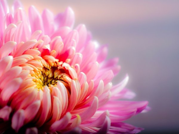 Хризантема
Тя е отлична за вашия дом, градина или като подарък за някого. Тя символизира непринуден живот, мощната енергия Ян. Будистите обичат да използват това цвете като символ за промяна. Вярва се, че носи късмет за дома.&nbsp;Снимка: pixabay
