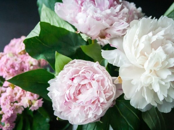 Божур
Божурът е друго китайско цвете, което обичаме да отглеждаме в дома и градината си. Вярва се, че е символ на благородство, пролетта, мира, женската красота. Цветето става популярно в императорските дворци по време на династиите Суй и Танг и си спечелва титлата &bdquo;цар на цветята&ldquo;. Снимка: pixabay