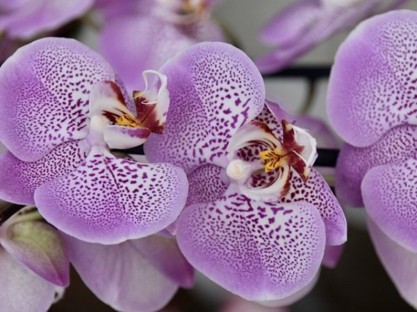 Орхидея
Цветето на плодородието, символ на съвършенство, изобилие и по-висок растеж. Красотата на орхидеята ни помага да намалим стреса и да се фокусираме върху хубавото.&nbsp;Снимка: pixabay