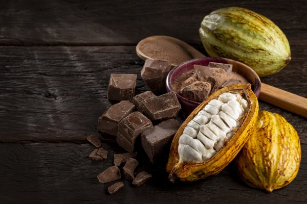 Какаото е суперхрана. Флавоноидите, открити в какаовите зърна, имат антиоксидантен ефект, също като канелата, смятат учени. Какаото може също да намали нивата на стрес и да подобри настроението, което допринася за подобряване на храносмилателната функция. Някои западни изследвания показват също, че какаото може да ускори метаболизма и да подпомогне чревния биом, минимизирайки растежа на „лошите“ бактерии, свързани със състояния като синдром на раздразнените черва. Снимка: istock