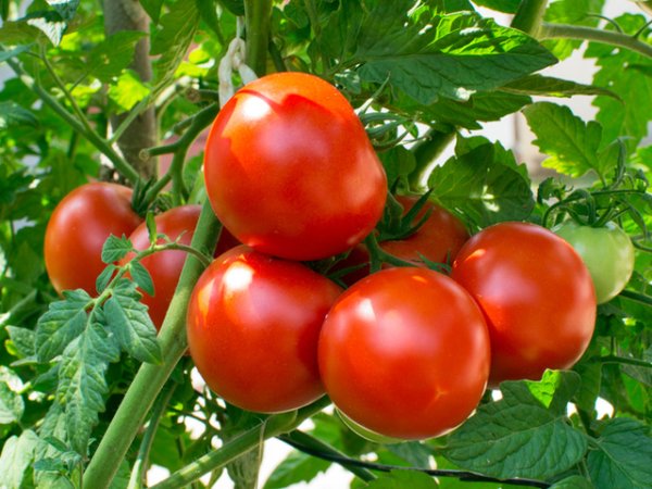 ДоматиСладките вкусни червени домати са прекрасен източник на биотин. Заради наличието на ликопен, витамини и лутеин заслужават специално място в диетата ви.&nbsp;Снимка: istock