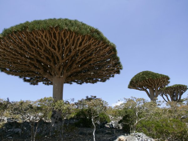 Остров Сокотра В Йемен е известен с причудливите растения, които не могат да бъдат видени никъде другаде. Уникалното разнообразие на растителни видове, контрастира с редки видове птици.&nbsp;&nbsp;Снимка: Reuters