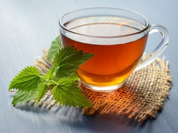 Чай от коприва
Чаят от коприва е друга напитка, която заслужава нашето внимание. Препоръчва се при анемия, за подобряване на метаболизма, контрол на кръвната захар. Благоприятства функцията на бъбреците, действа диуретично, намалява възпаленията в тялото. Богат е на витамини С, К, В.&nbsp;&nbsp;Снимка: pixabay