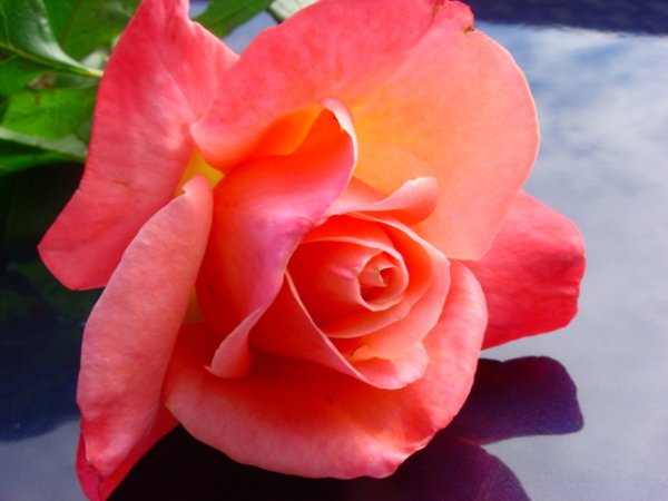 Юни
Родените през юни, могат да се радват на обаянието на розата. Тя има толкова много значения. Розовата роза означава радост, червената носи любовта, бялата невинност, а жълтата символизира ревност. Друго цвете, което властва през юни е орлови нокти, което символизира вечната връзка на любовта.&nbsp;&nbsp;Снимка: freeimages