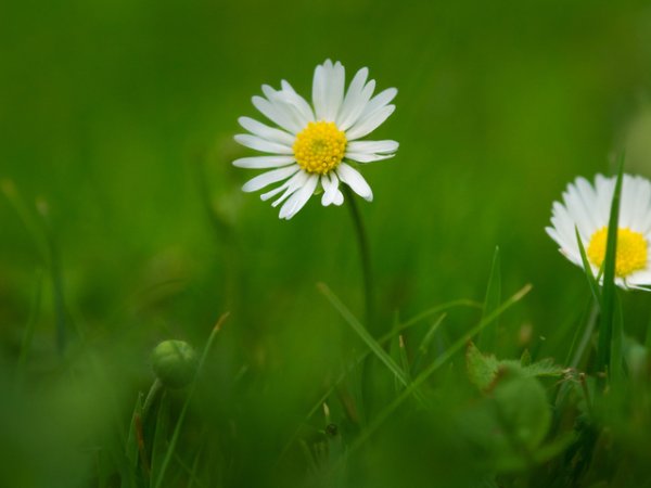 Април
Април посреща пролетта с прекрасните маргаритки. Белите цветчета символизират невинност, нежност, блаженство и красота.&nbsp;&nbsp;Снимка: freeimages