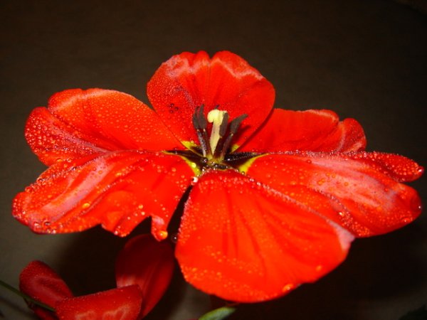 Август
През &nbsp;август &nbsp;властват две красиви цветя. Гладиолата, която символизира спокойствие и почтеност. Другото цвете е макът. Червеният символизира удоволствие, белият &ndash; утеха, а жълтият богатство и успех.&nbsp;&nbsp;Снимка: freeimages