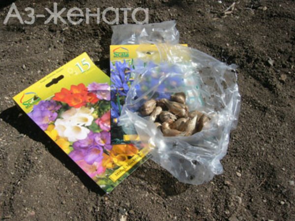 Луковици на уханна красота.
Прочетете статията