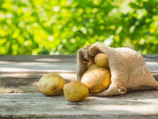 Зелени картофи&nbsp;Когато картофите позеленеят не трябва да се ядат. Изложени на светлина и високи температури, те започват да отделят соланин &ndash; вещество, което в голяма концентрация причинява главоболие, гадене, неврологични проблеми.&nbsp;Снимка: istock