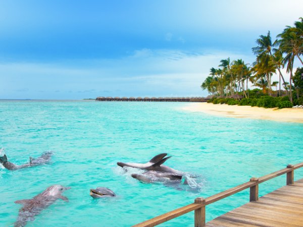 Ще имате възможността не само да наблюдавате делфините, но и да плувате с тях.&nbsp;Снимка: istock
