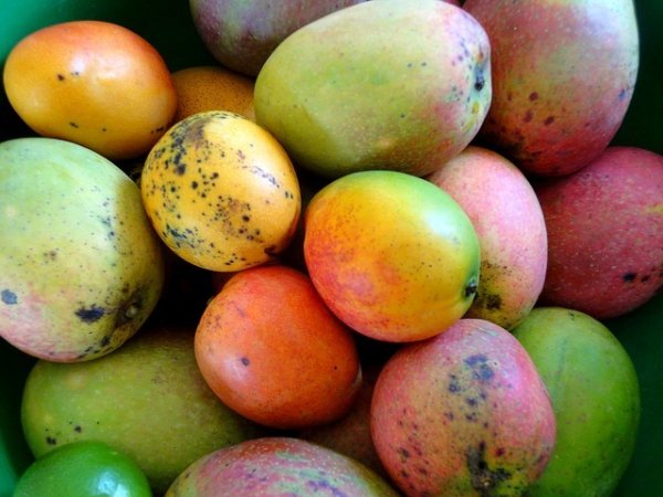 Манго
Ако харесвате екзотични плодове, добавете към менюто си и манго. Вкусно и с месеста текстура, мангото е невероятно, когато става въпрос за подмладяване на кожата. Консумацията му ще ви осигури витамини А, Е, С и К, флавоноиди, полифеноли, бета-каротин и ксантофили. Мангото спомага за предпазването на кожата от увреждане на ДНК и възпаление.&nbsp;&nbsp;Снимка: Pixabay