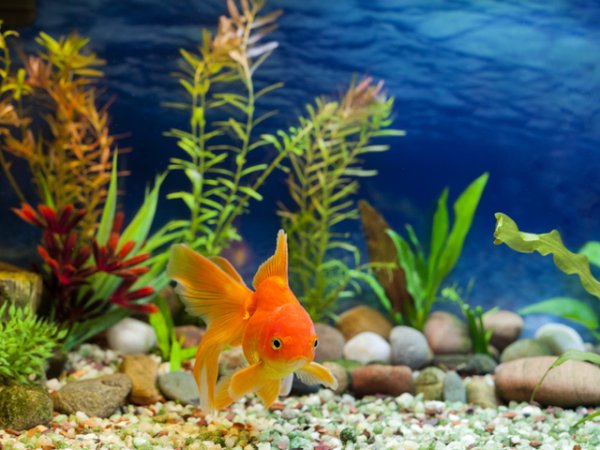 Рибки в аквариум
Смята се този вид домашни любимци, носят късмет. Според фъншуй, рибите поемат отрицателната енергия в дома, а също така символизират здраве, щастие, изобилие, просперитет и богатство. Златните рибки ще са прекрасно допълнение към дома. Снимка: Istock