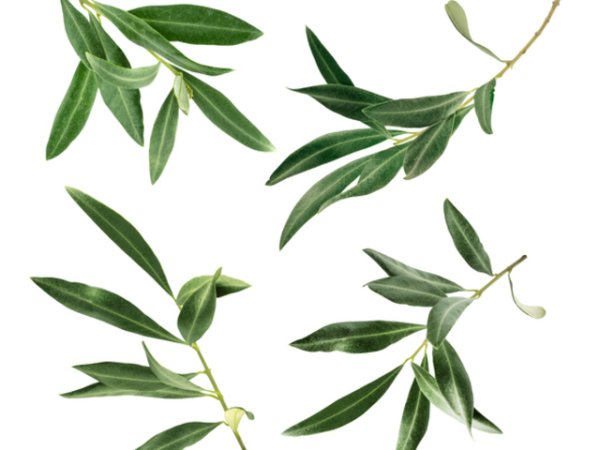 Помага при хронична умора, мускулни спазми и алергии. Ако страдате от ревматизъм или подагра, опитайте с чай от маслинови листа. Чаят от маслинови листа спомага за предотвратяването на херпес зостер.&nbsp;Снимка: istock