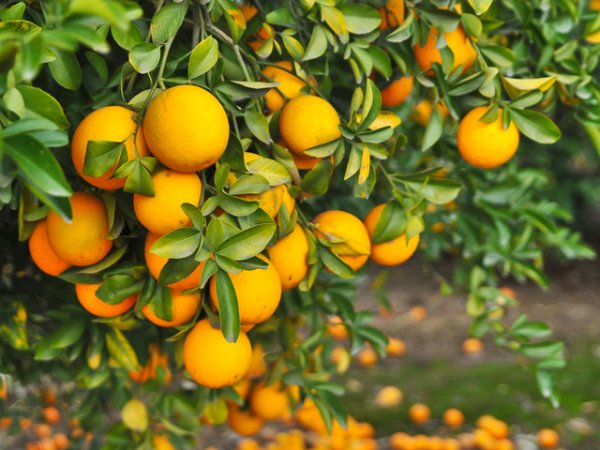 Портокали&nbsp;Освен че са вкусни, портокалите стимулират имунната система и зареждат организма с големи количества витамин С. Той е мощен антиоксидант, който стимулира образуването ан колаген.&nbsp;Снимка: istock