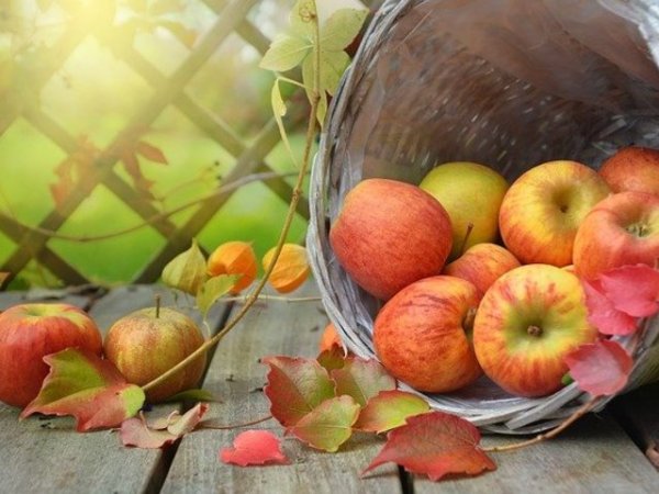 Ябълки
Хапваме ябълки през цялата година, но сякаш свързваме тези плодове с есента. Консумацията им ни осигурява витамин С, фибри, флавоноиди. Смята се, че плодовете спомагат за намаляване на кожните раздразнения, акне.&nbsp;Снимка: pixabay