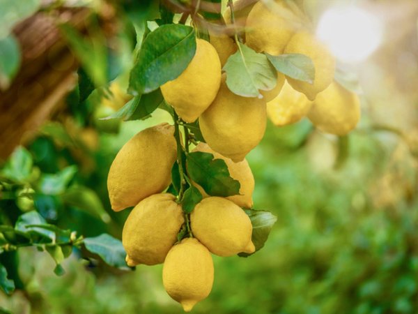 Лимони&nbsp;Лимоните са фантастичен източник на витамин С. Много бедни на калории са. В една чаша лимони се съдържат невероятните 11 калории. Изпълнени са с антиоксиданти, фибри, витамини. Допринасят за добро храносмилане и потискате позивите за повръщане и гадене. В една чаша лимони се съдържат около 3 грама въглехидрати, което е нищожно количество.&nbsp;Снимка: istock
