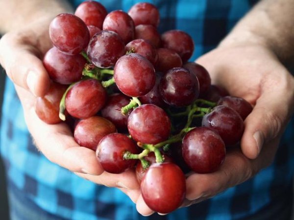 Червено грозде
Сочното грозде е богато на флавоноиди, за които е известно, че спомагат за предотвратяване на възпаленията и също така допринасят за детокса на целия организъм. Според западно проучване от 2017 г. редовната консумация на прах от гроздови семена, може да помогне за намаляване на прогресията на бъбречните заболявания. Разбира се, можем да включим в менюто си свежото грозде за по-здрави бъбреци.&nbsp;Снимка: pixabay