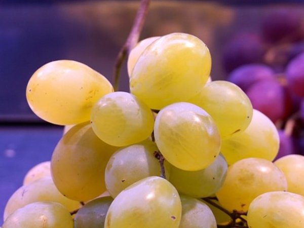 Яжте грозде
Консумацията на грозде е полезна за здравето и красотата по много причини. Сочните зърна са богати на елементи, които забавят процеса на стареене на клетките. Затова е важно да добавите плода към здравословното си меню.&nbsp;Снимка: pixabay