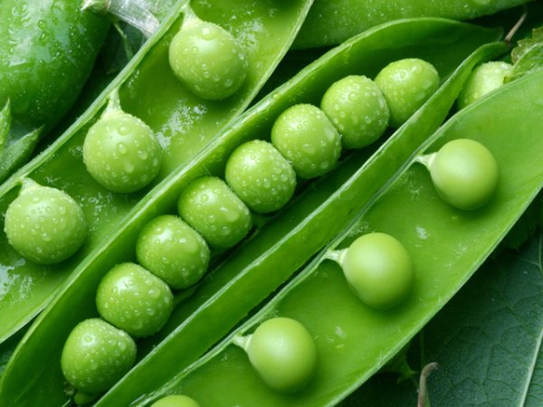Зелен грах
Зеленчуците не са типичен източник на протеин, който да помага в синтеза на колаген, но грахът е полезен в това отношение. Той е невероятно богат и на сложни въглехидрати, които контролират кръвната захар и инсулина, както и теглото.&nbsp;Снимка: istock