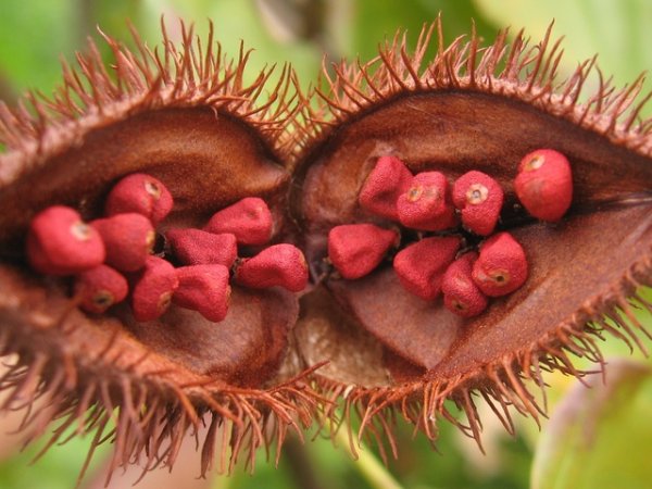 АчиотеАчиоте е тропическо растение от Централна и Южна Америка. Използва се и в козметиката, но е полезно и за здравето. Неговите семена имат мощни антиоксидантни и алкализиращи свойства. Ачиоте потиска мутациите при деленето на клетките, което предотвратява ракови заболявания.&nbsp;Снимка: istock