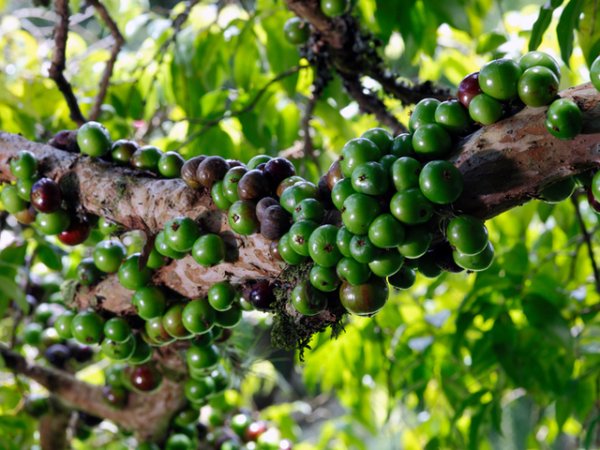 ДжаботикабаДжаботикаба вирее в Бразилия. Странното при него е, че расте на големи гроздове, но в основата на дървото, съвсем близо до стеблото. Има противовъзпалителни свойства, подкрепя имунната система, бори се с рака и е беден на калории.&nbsp;Снимка: istock