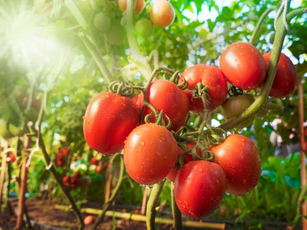 ДоматиЛикопенът в доматите е много мощен антиоксидант, свързан с понижаване на лошия холестерол, образуващ плаки по съдовете. Доматите са бедни на калории и богати на течности, които хидратират организма.&nbsp;Снимка: istock