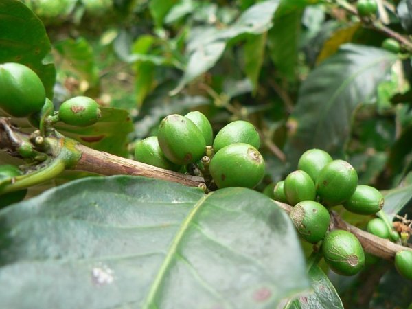 Зелено кафе
Зеленото кафе съдържа хлорогенна киселина, която спомага за намаляване абсорбацията на захар и изгарянето на натрупаните мазнини. Също така, киселината стимулира метаболитната активност на черния дроб, което също има отношение към изгарянето на излишни мазнини.&nbsp;&nbsp;Снимка: pixabay