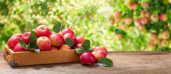 Знаете ли, че ябълките са в топ 20 на списъка с храни с най-много антиоксиданти, които помагат за предотвратяване на увреждане на кожните клетки. Вкусните плодове също съдържат витамини от група В, които помагат в борбата с акнето и други кожни раздразнения. Снимка: istock