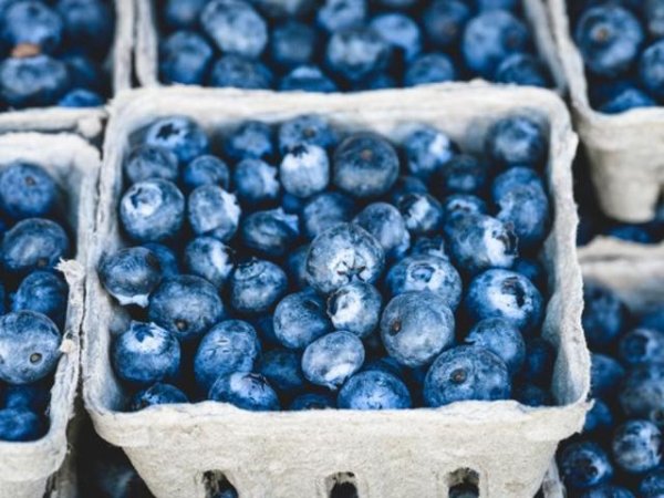 Боровинки
Малките плодове са не само вкусни, но и полезни за здравето ни. Антиоксидантите, които се съдържат в тях, помагат да се предпазят клетките на тялото ви от увреждането на свободните радикали. Това увреждане увеличава хормоните на стреса и възпалението, което засяга всички клетки в тялото, включително тези в косата и ноктите. Снимка: pexels