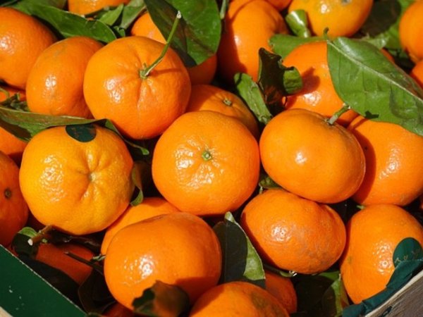 Добър източник на калий са
Както повечето плодове, мандарините са с високо съдържание на калий. Калият е минерал, който е от съществено значение за здравословните нива на кръвното налягане, за здрави стави, за артерии и помага в борбата с подуването на корема. Също така е чудесен за намаляване на риска от главоболие, подпомагане на храносмилането и за облекчаване на възпалението в организма. Калият помага и за баланса на течностите в тялото, намалявайки риска от мускулни крампи.&nbsp; Снимка: pixabay