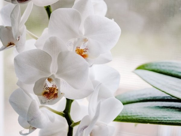 Орхидеи
Още една причина да си купите орхидея, ако все още нямате или да добавите още една към цветната си колекция. Орхидеите определено помагат за намаляване на влажността на въздуха на закрито, тъй като получават хранителни вещества и влага от въздуха около тях.
Снимка: pixabay
