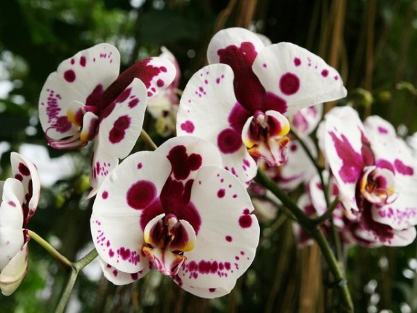 Орхидеи
Орхидеите са едни от най-красивите стайни растения заради големите си цветове и наситените багри. Смята се, че те привличат късмета в едно семейство, насърчават хармонията в една връзка.&nbsp;Снимка: pixabay
